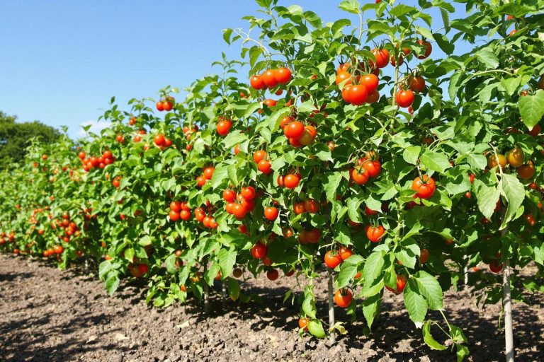 Je taille toujours mes pieds de tomates avant août : voici pourquoi ça change la récolte.jpg