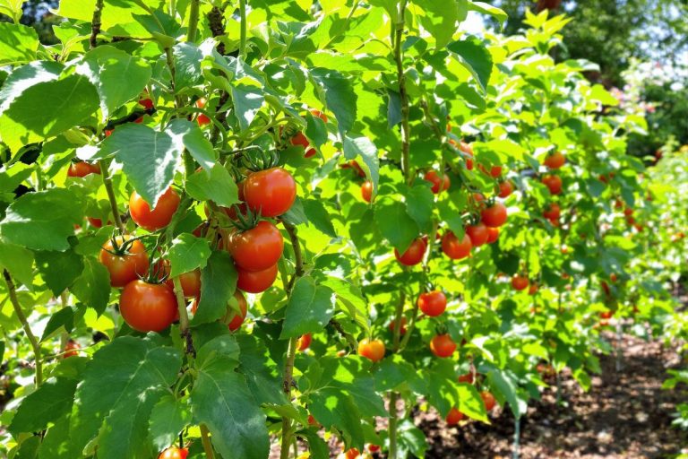 J’utilise la consoude pour booster mes tomates : ça marche à chaque fois.jpg